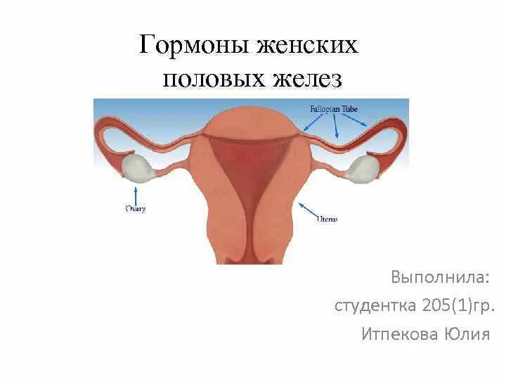 4 женская половая железа. Женские половые железы. Женские половые железы гормоны. Женская половая железа. Женские половые железы строение.