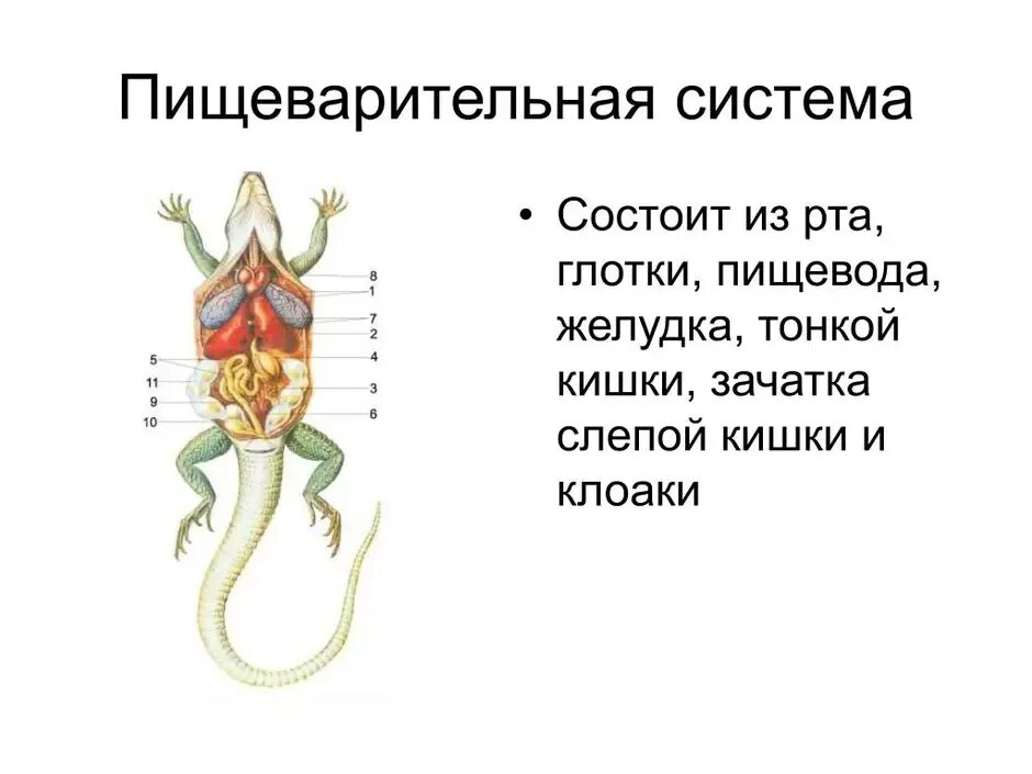 Пищ система ящерицы. Пищеварительная система рептилий схема. Пищеварительная система пресмыкающиеся схема. Органы пищеварительной системы пресмыкающихся. Строение пищеварительной системы пресмыкающихся.