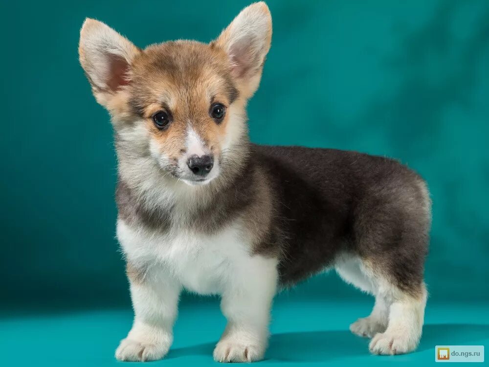 собака вельш корги пемброк. вельш корги пемброк расцветки. корги пемброк расцветки. корги кардиган мраморный и триколор. соболиный корги пемброк.