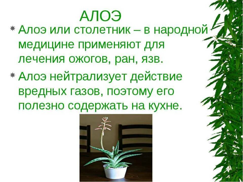 Проект алоэ. Алоэ комнатное растение. Цветок алоэ описание. Алоэ для дошкольников. Алоэ доклад.