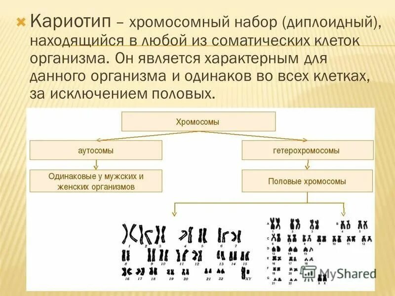 половые хромосомы. диплоидный набор крысы составляет 42.