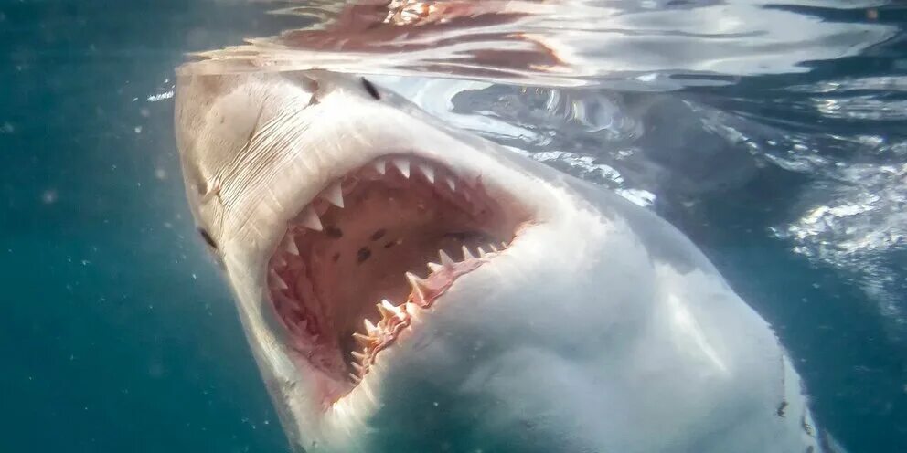 Про нападение. Бычья акула самая опасная акула в мире.