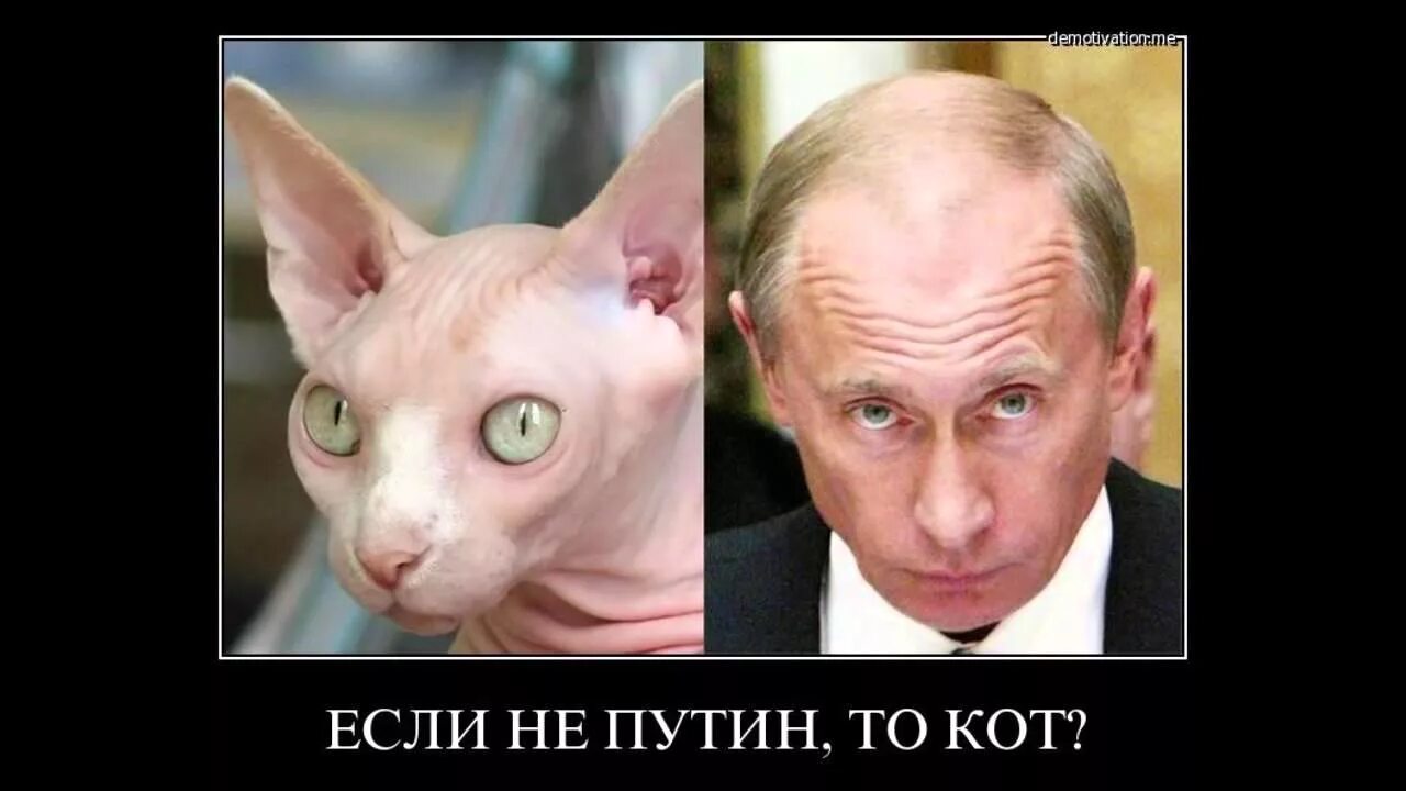 Если не он то кот. Если не он то кот