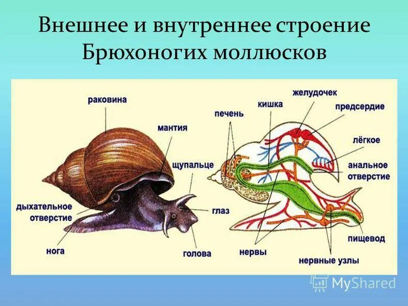 Тип питания прудовика. Внутренняя система брюхоногие моллюски. Внутреннее строение брюхоногого моллюска. Тип моллюски класс брюхоногие моллюски строение. Мнещне строение брюхорогого иоллюсеа.