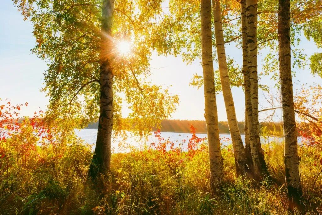 Золотая осень. Золото осени разработка. Осенняя Соната картинки природы. Сайт золотой осени