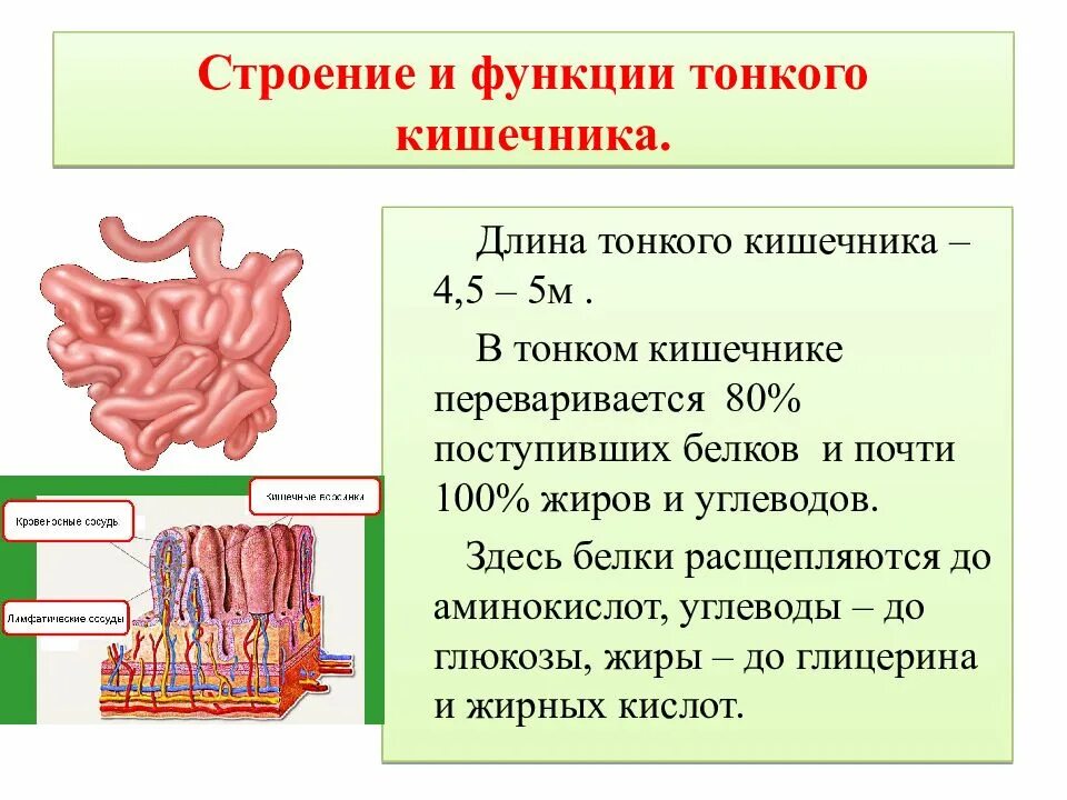 Какова функция тонкого кишечника. Функции тонкого кишечника человека. Пищеварение и всасывание в тонком кишечнике. Ворсинки тонкого кишечника. Основные функции тонкого кишечника.