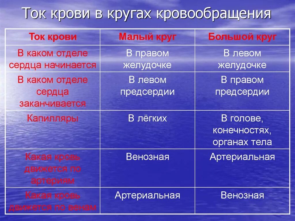 Какова зависимость изменения скорости движения крови. Круги кровообращения таблица. Виды крови в кругах кровообращения. Ток крови в кругах кровообращения. Аблицу "круги кровообращения".