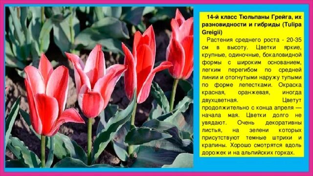К какой группе растений относится тюльпан обыкновенный. Тюльпан гибрид грейга сирано. тюльпаны грейга tulipa greigii (разновидности и гибриды). тюльпан грейга аддис. тюльпан грейга бон бини.