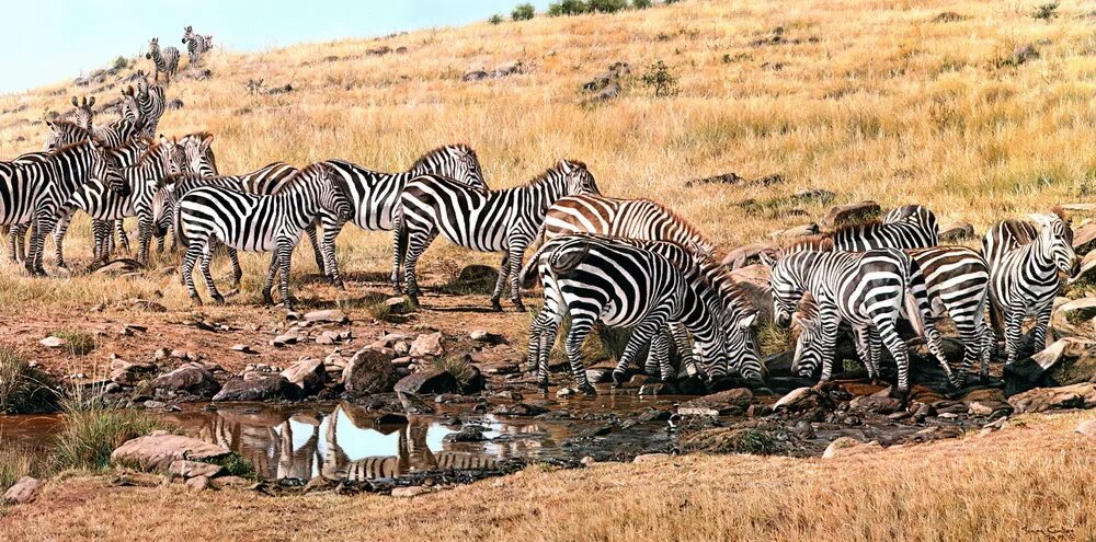 Засуха животные. Зебры в саванне. Звери на водопое. Зебра в Африке на водопое. Стадо зебр.