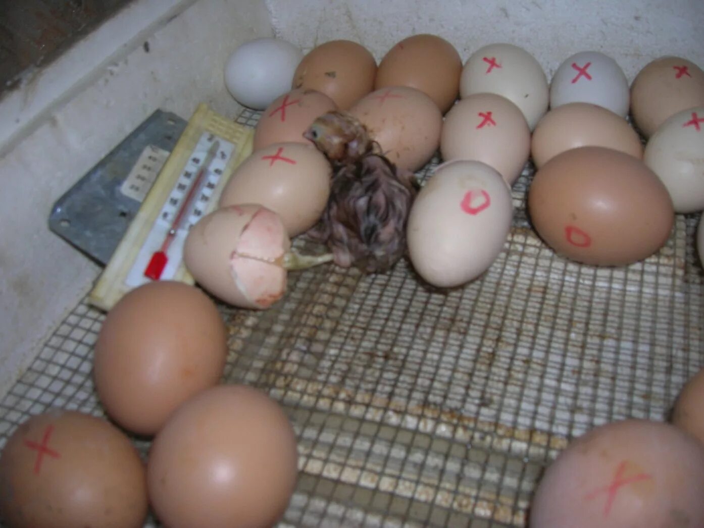 Сколько растет яйцо. Инкубатор для яиц. Инкубационное яйцо в инкубаторе. Цыплята в инкубаторе. Цыплята из инкубатора.