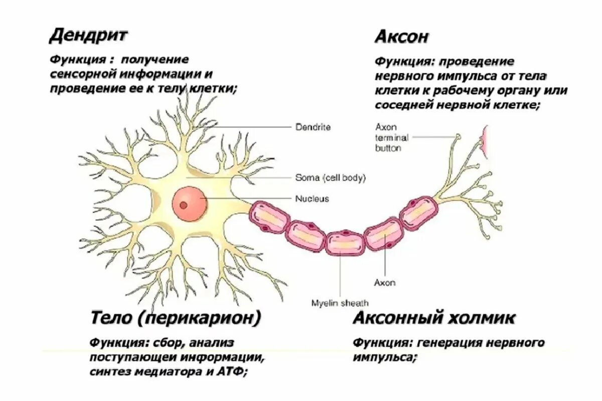 Аксон и дендрит строение. Характеристика строения нейрона. Строение нервной клетки нейрона. Строение нейрона тело Аксон дендрит.