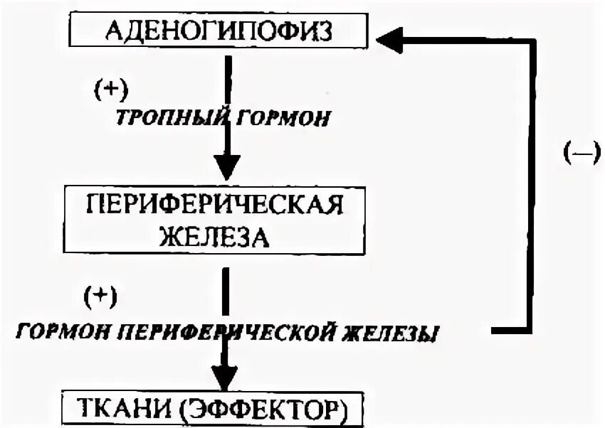 Периферические гормоны. Гормоны периферических желез. принцип обратной связи гормонов. периферическая регуляция. функции периферических желез и их управления биохимия.