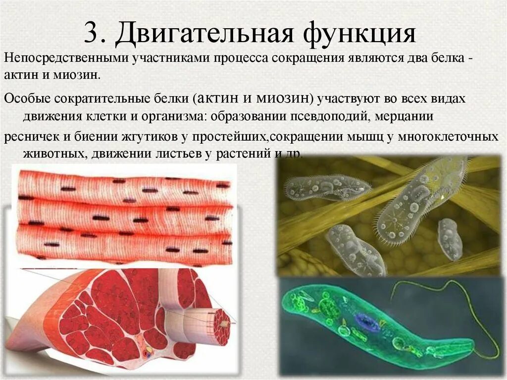 Двигательная функция белков. Двигательнаяфункция белковэ. Белки двигательная функция. Сократительная двигательная функция белков.