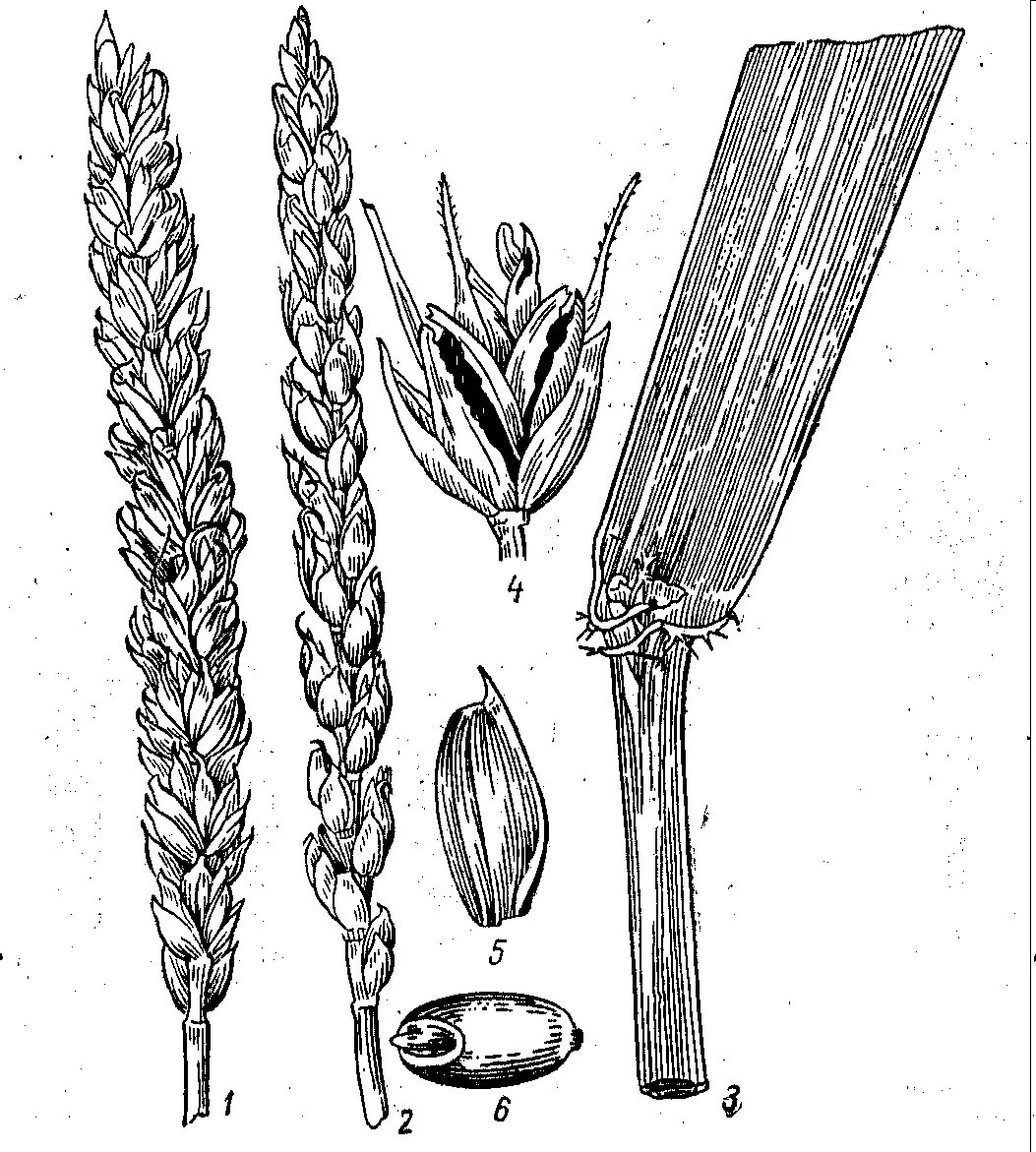 Плоды хлебных злаков под названием. Колос Яровой пшеницы. Строение Колоса пшеницы. Колосковые чешуи пшеницы. Строение Колоса Яровой пшеницы.