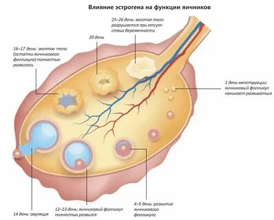 4 фолликула что это