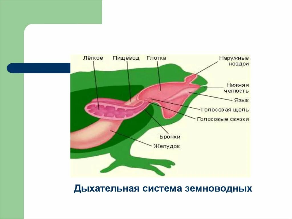 Особенности дыхания зверей