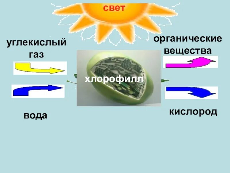 Как определить кислород и углекислый газ. Углекислый газ органическое вещество. углекислый газ вода свет кислород органические вещества. свет, углекислый газ,вода это органические вещества. углекислый газ + вода → органические вещества + кислород,.