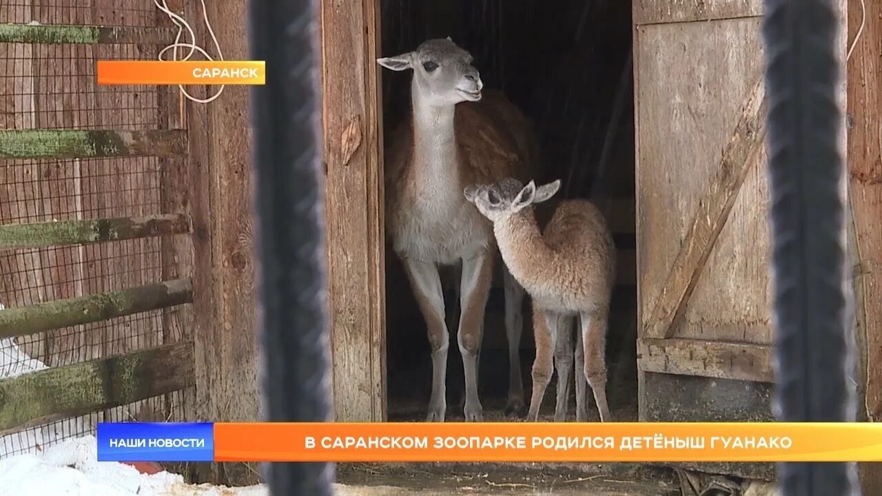 Московский зоопарк азиатские слоны. Оленей-мунтжаков. В зоопарке родился детеныш. Горилла в зоопарке москвы. В зоопарке родился детеныш.