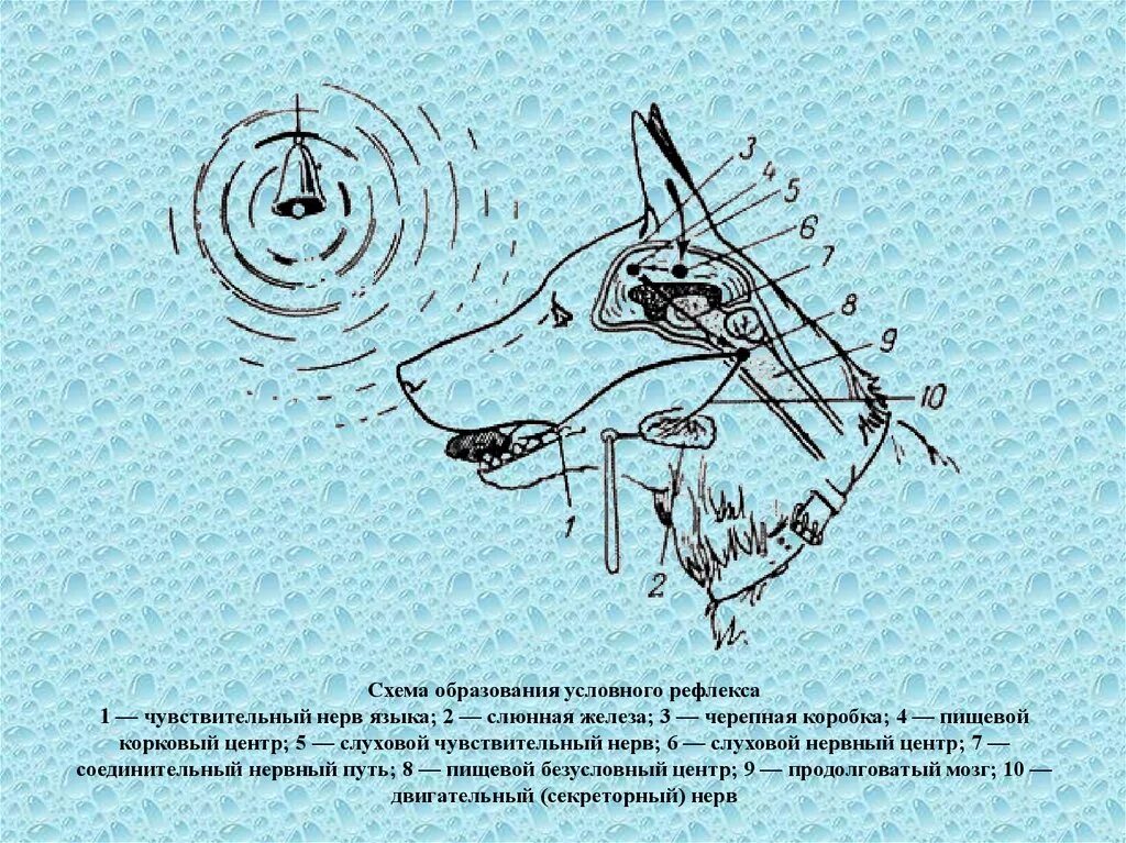 Слюнной рефлекс. Схема условного рефлекса Павлова. Условный рефлекс собаки Павлова схема. Схема образования условного рефлекса. Дуга слюноотделительного рефлекса рисунок с обозначениями собака.