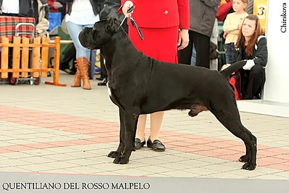 Quintiliano del Rosso Malpelo Кане Корсо. Conan dei Dauni Кане Корсо. Quintiliano del Rosso Malpelo Кане Корсо щенки. Кане Корсо Leo del Rosso Malpelo.