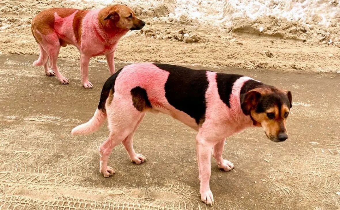 Почему собаки розовые. Розовая собака. Собаки красного окраса. Розовые собаки в Дзержинске. Розовый окрас собаки.