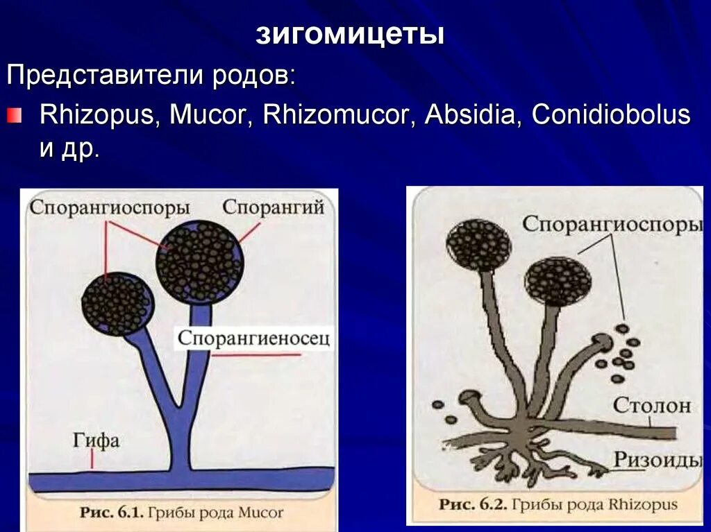 Представители мукора