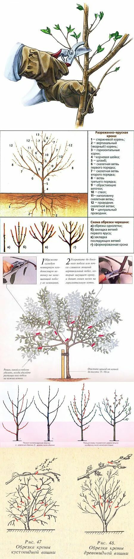 Ярусная обрезка вишни. Обрезка плодовых деревьев осенью схема черешни. Разреженно-ярусная крона черешни. Кустовидная вишня формировка.