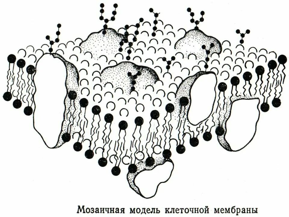 Определите модель какой клеточной структуры изображена. Жидко мозаичная модель биологической мембраны. жидкостно-мозаичная модель строения плазматической мембраны. жидкостно мозаичная модель клеточной мембраны. мозаичная модель клеточной мембраны.