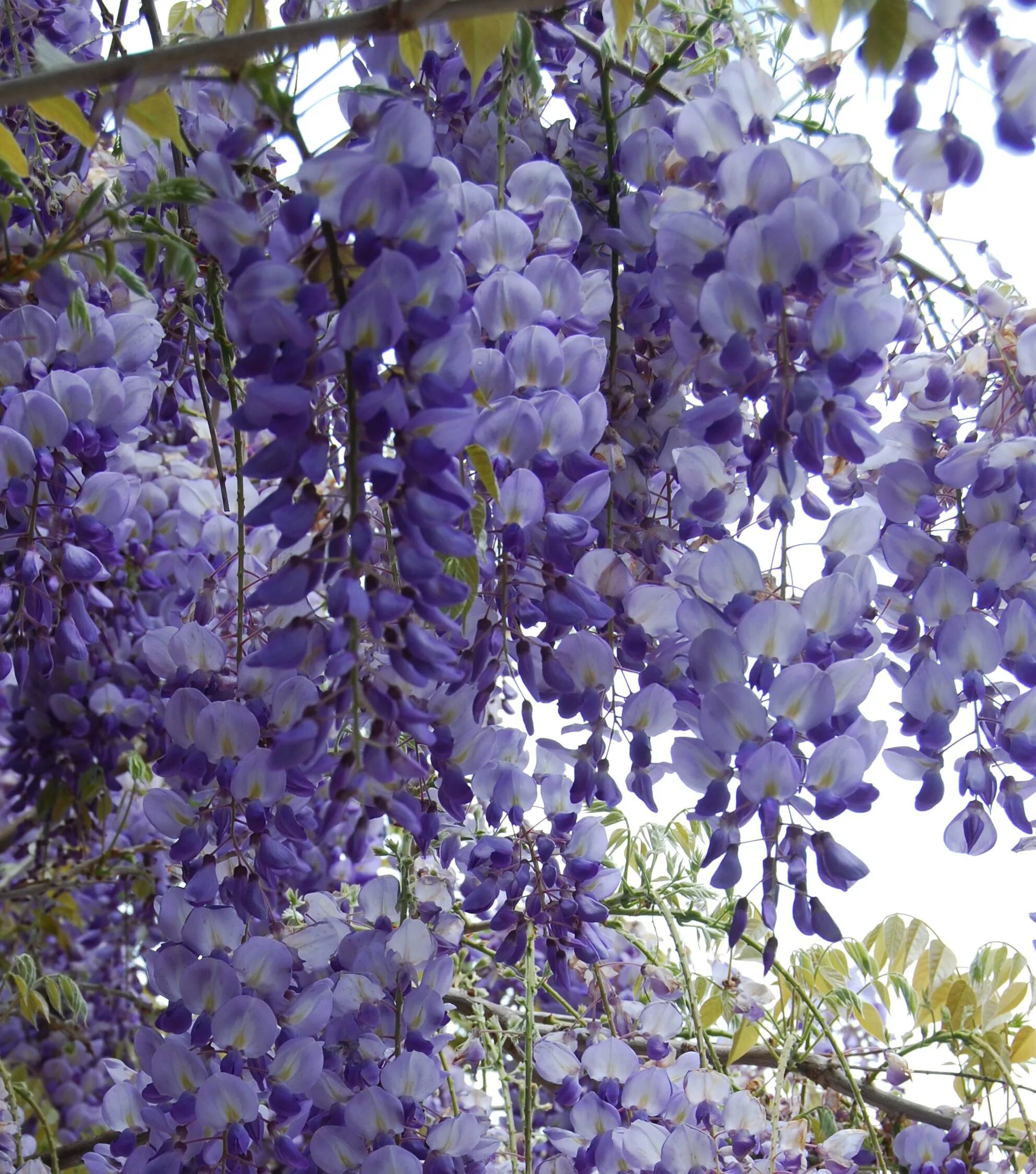 Глициния китайская Блю. Глициния Синенсис. Wisteria sinensis Глициния китайская. Глициния макростахия Блю Мун.