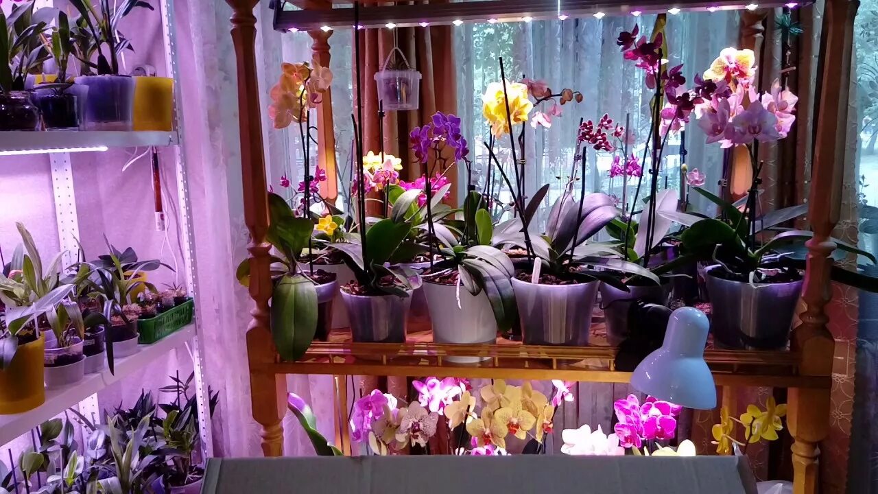 Полки для орхидей с подсветкой. Фитолампа для орхидей. Какую лампу для орхидеи. Фитолампа для орхидеи фаленопсис. Фитолампа для орхидеи фаленопсис.