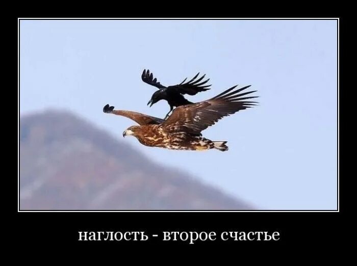 Картинки наглость второе счастье прикольные. Второе счастье 2. Наглость это счастье. Наглость первое счастье. Наглость второе счастье.