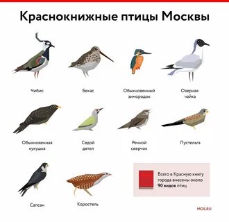 67 перелетных птиц россии: полный список с названиями и фото