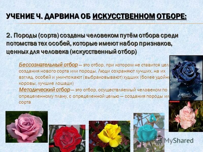 Учение Дарвина об искусственном отборе. Искусственный отбор бессознательный и методический. Цель искусственного отбора.