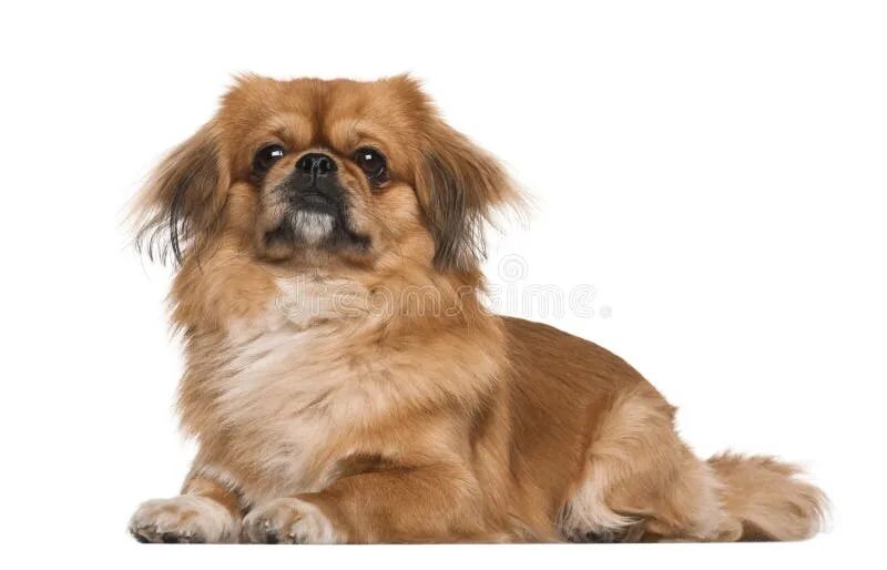 Королевский пекинес. Пекинес охристый. Пекинес лает. Бойцовский пекинес. Лай пекинеса.