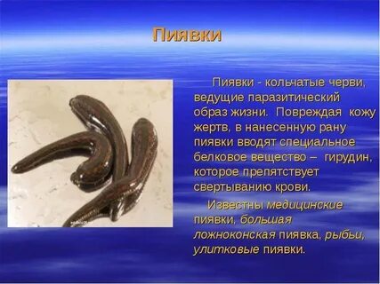 Медицинское значение пиявки