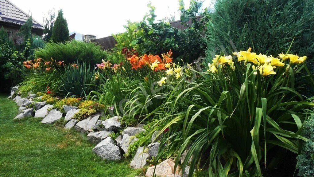 Pin by Katlin Finley on vegetable garden design Daylily garden, Vegetable garden