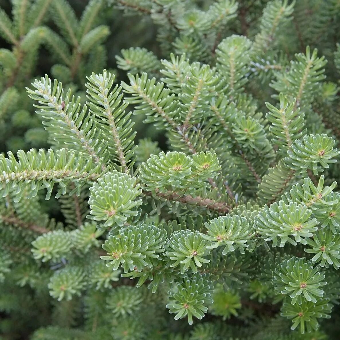 сосна веймутова макопин. сосна гельдрейха malinki. садовый центр сосново. душистая сосна. листья розмарина.