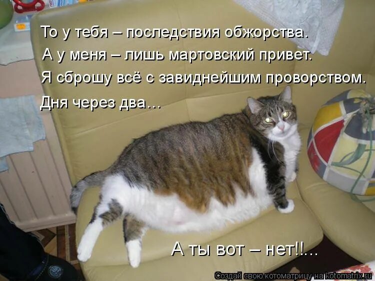 Жирный кот с надписью. Кот и хозяин. Смешные коты в домике.