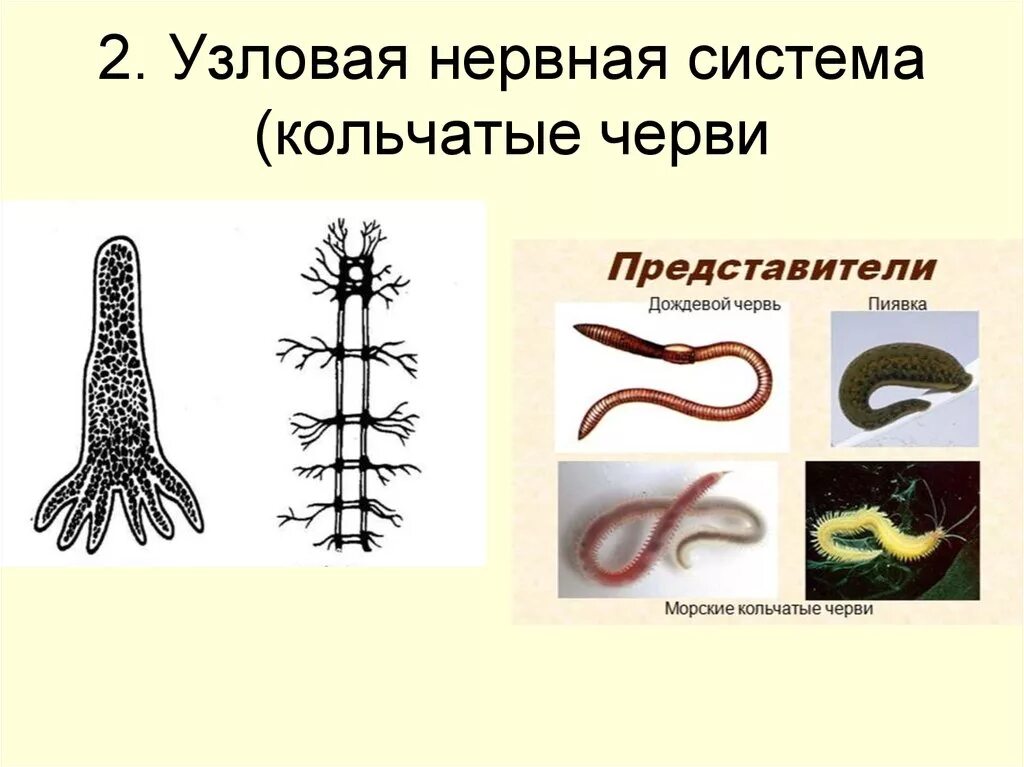 Лестничные черви. Нервная система кольчатых червей схема. Типы нервных систем у червей. Нервная система у кольчатых червей трубчатая. Кольчатые черви Узловая нервная система.