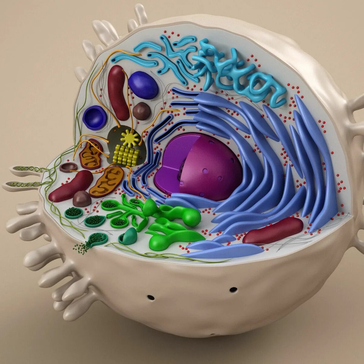 Cell image