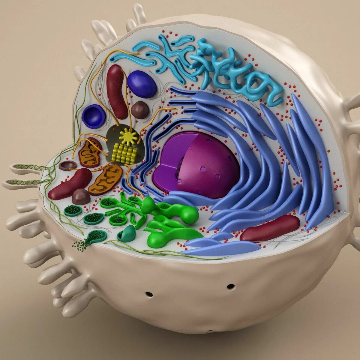Любая клетка живого организма. Клетка цитология. Эукариотическая клетка 3д моделирование. Клетка эукариотическая цитология. Модель клетки биология 5.