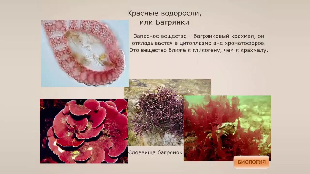 Красные водоросли одноклеточные и многоклеточные. Красильная Багрянка. Отдел красные водоросли багрянки. Одноклеточные багрянки.