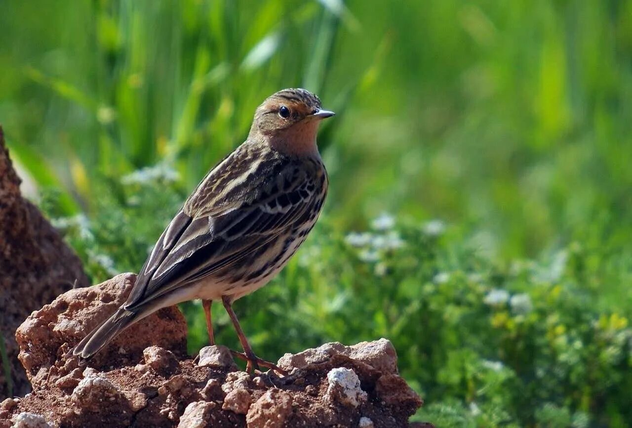 Скрытная птица. Краснозобый конек. Краснозобый конек птица. Anthus cervinus. Краснозобый конек в тундре.