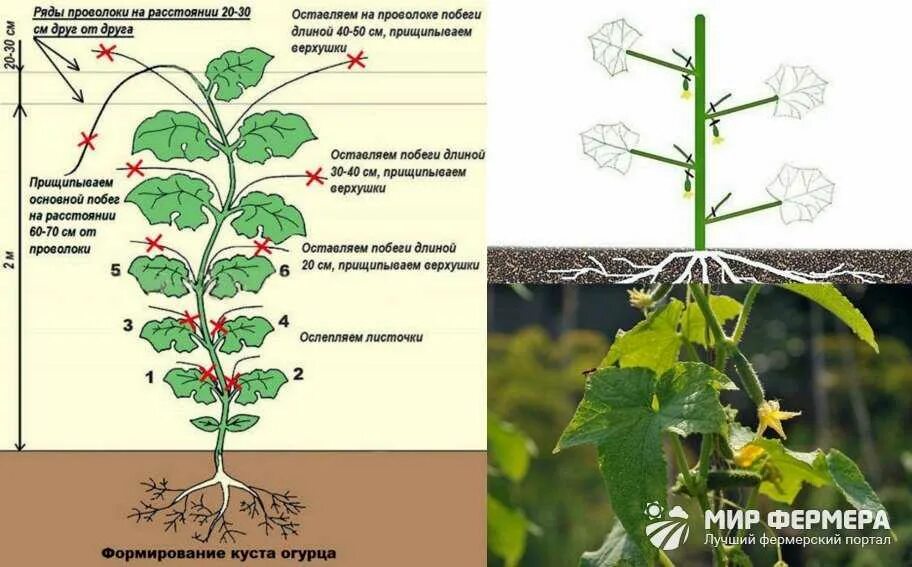 Обрезают ли перцы. Прищипывать огурцы схема. Прищипывание побегов. Пасынковать огурцы. Как прищипывать огурцы в открытом грунте пошаговое.