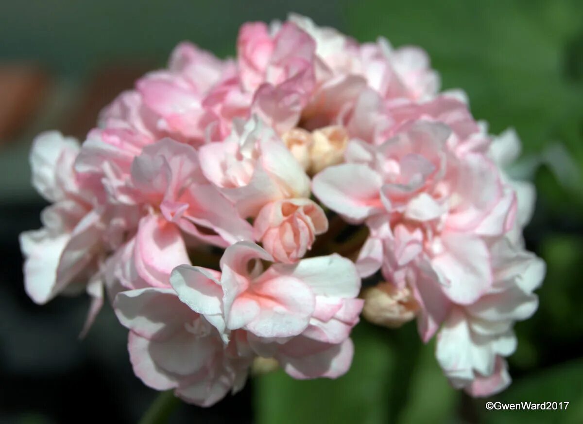 Герань андромеда. Пеларгония андромеда. Герань вайт. Пеларгония андромеда. Пеларгония ат андромеда.