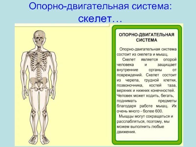 Опорно-двигательная система человека. Опорно двигательная система скелет. Опора лыигательная систкма. Опорнолвигателиная система человека. Роль опорно двигательной системы 3 класс