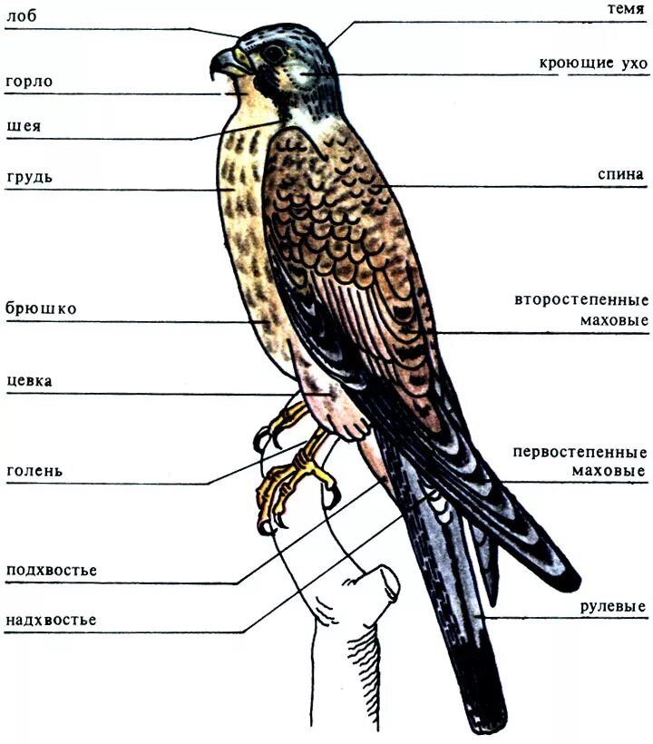 Внешнее строение птицы Сапсан. Внутреннее строение хищных птиц. Строение тела ястреба. Сапсан птица анатомия.