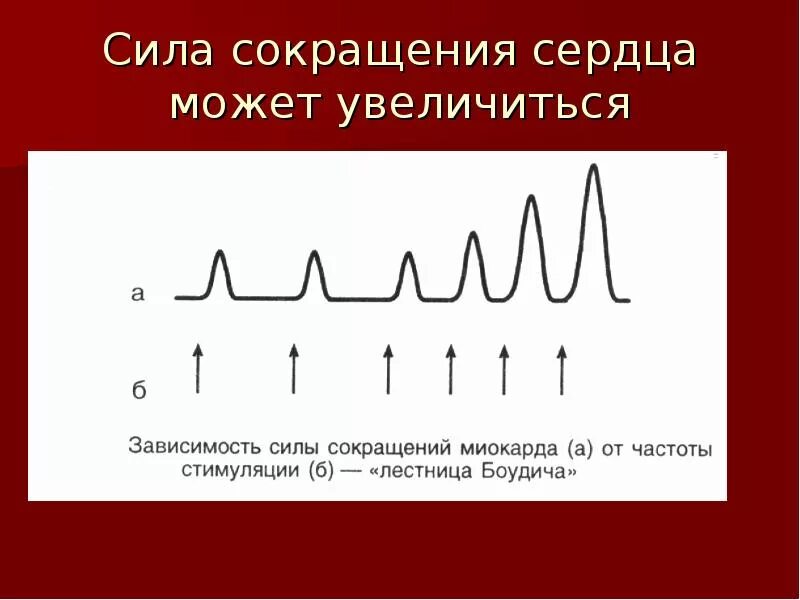 Как изменяется сила сердечных сокращений. Сила сокращения сердца. Амплитуда сокращений сердца. Сила сокращения сердечной мышцы. Сила сокращений сердца зависит от.