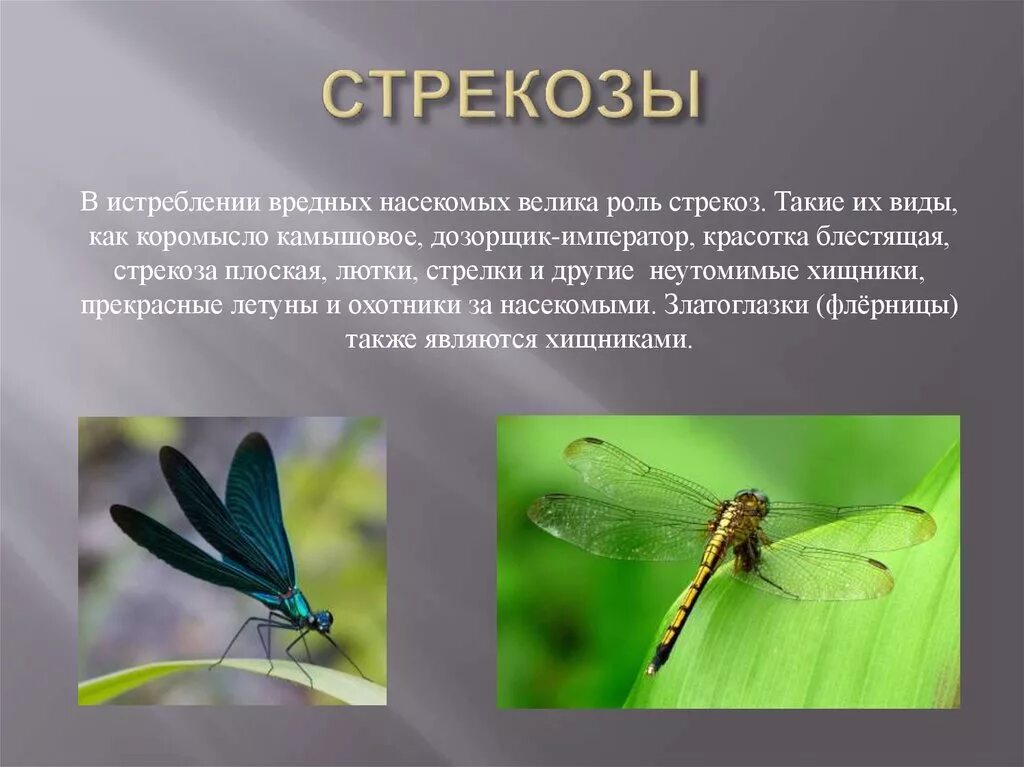 Стрекоза краткое описание. Рассказ о стрекозе. Насекомые с описанием. Сообщение о насекомых.