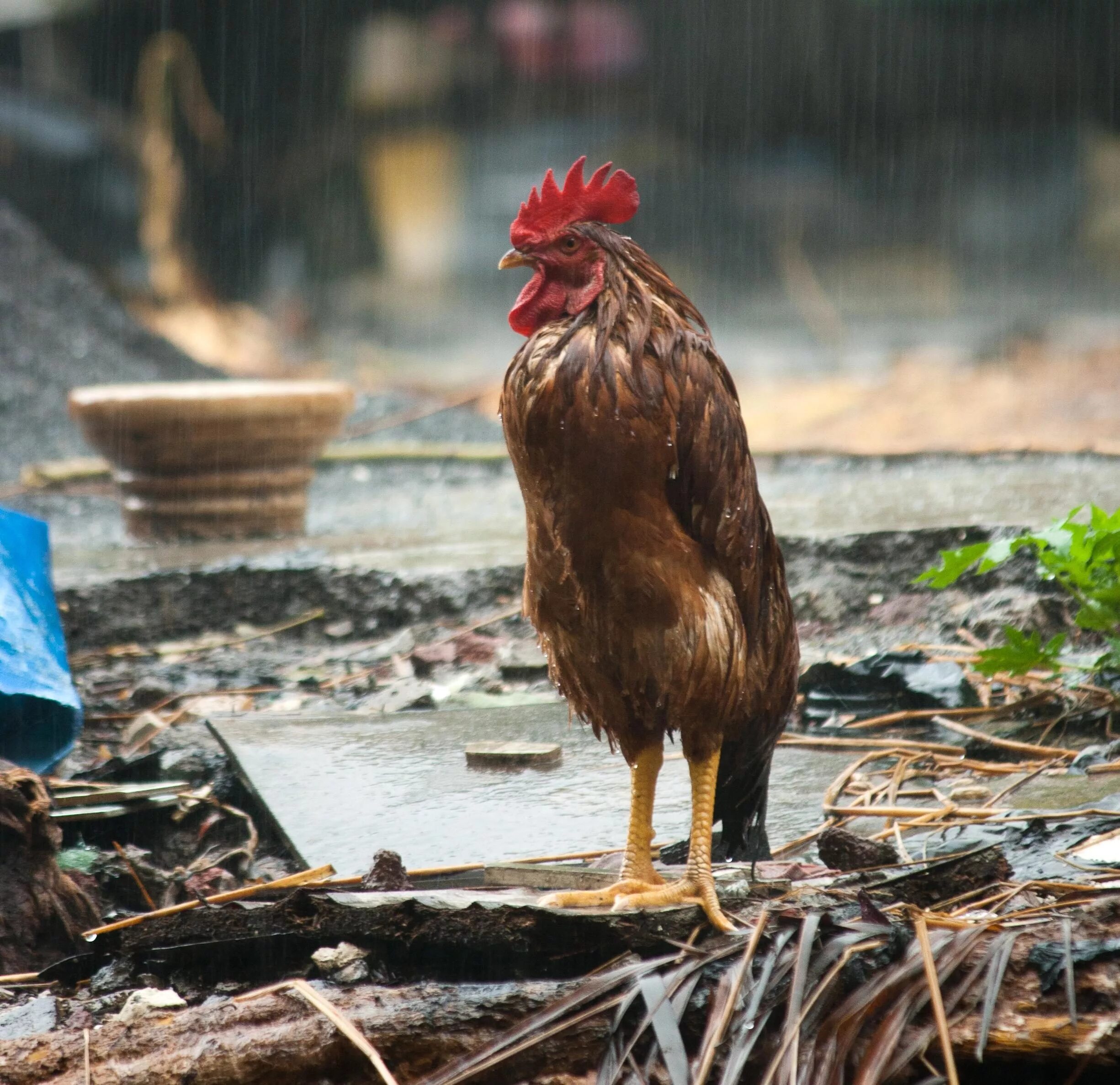 Видео про куриц. Мокрая Курочка. Мокрый петух. Петух под дождем. Курица под дождем.